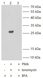 WB Validation