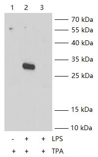 WB Validation