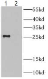 WB Validation