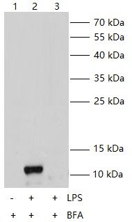 WB Validation