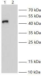 WB Validation