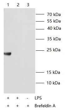 WB Validation