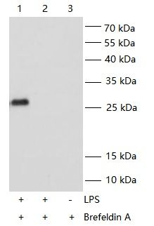 WB Validation