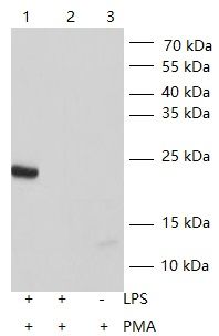 WB Validation
