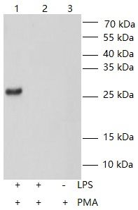 WB Validation