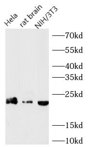 anti- SRp20 antibody