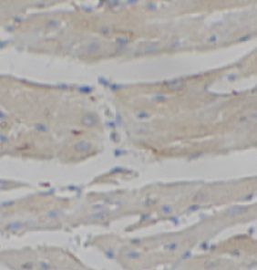 anti- SYUG antibody