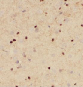 anti- SOX2 antibody