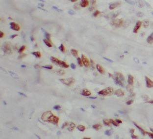 anti- Securin / PTTG1 antibody