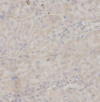 anti- NOS3 antibody