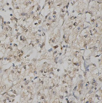 anti- IDE antibody