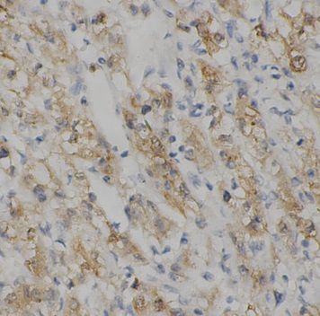 anti- CASP9 antibody