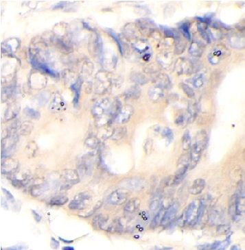 anti- PCSK4 antibody