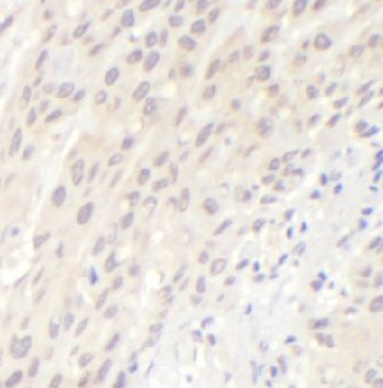 anti- Cyclin D1 antibody