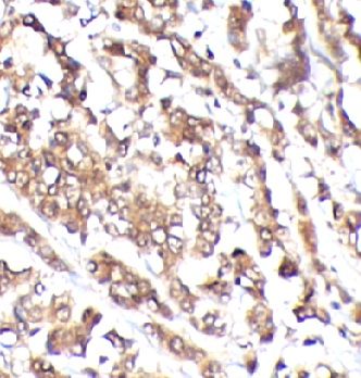 anti- SELENBP1 antibody