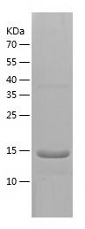    PCT / Recombinant Human PCT