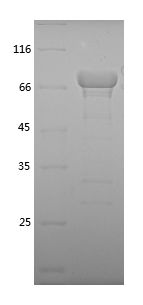    HSPA5 / Recombinant Human HSPA5