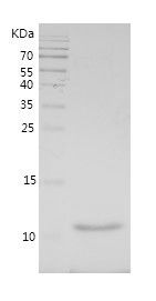    CXCL1 / Recombinant Human CXCL1