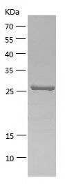    EGFP protein / Recombinant Human EGFP protein