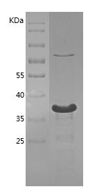    YY1 / Recombinant Human YY1