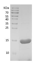    trx-1 / Recombinant Human trx-1