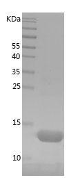 Recombinant Mouse txn