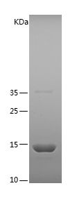    FABP2 / Recombinant Human FABP2