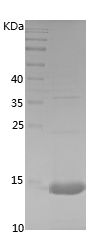    FABP7 / Recombinant Human FABP7