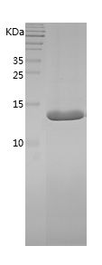    FABP8 / Recombinant Human FABP8