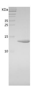    FABP9 / Recombinant Human FABP9