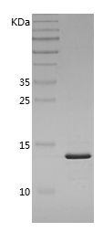 Recombinant Mouse FABP4