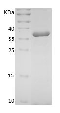    CYGB / Recombinant Human CYGB