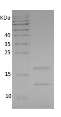    Casp3 / Recombinant Human Casp3