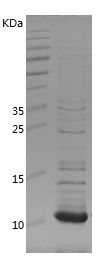 Recombinant Bovine Uter