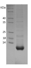    Uter / Recombinant Human Uter