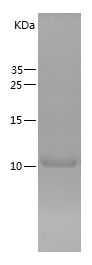 Recombinant Hamster Uter