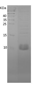 Recombinant Mouse Uter