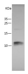 Recombinant Rat Uter