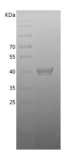 Recombinant Bovine PAI-1