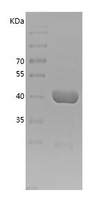 Recombinant Mouse PAI-1