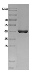 Recombinant Pig PAI-1