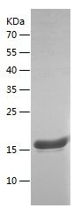 Recombinant Bovine IFNG