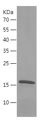 Recombinant Chicken IFNG