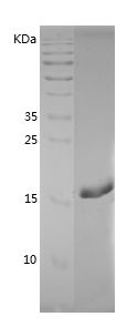 Recombinant Dog IFNG