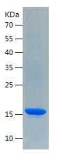    IFNG / Recombinant Human IFNG