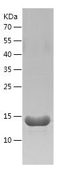 Recombinant Mouse IFNG