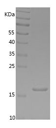 Recombinant Pig IFNG