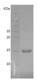 Recombinant Bovine TNFA