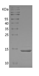 Recombinant Dog TNFA