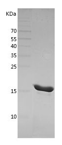 Recombinant Guinea Pig TNFA